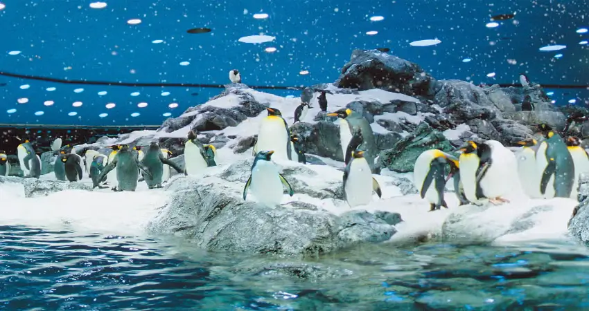 Loro Parque Tickets